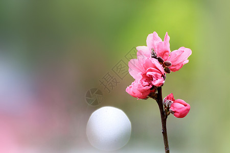 蜜蜂与花儿春天湿地公园中美丽的花朵背景