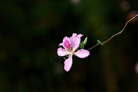 蜜蜂与花儿春天湿地公园中美丽的花朵背景