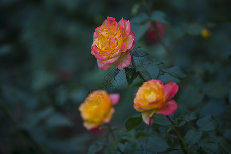 月季花朵春暖花开背景