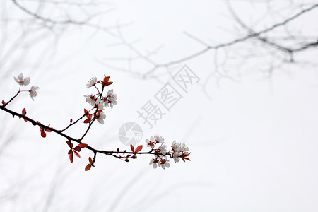 水乡春景烟雨江南背景