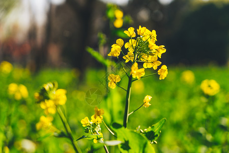 春天公园里的油菜花图片