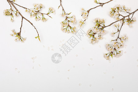 樱花素材背景背景图片