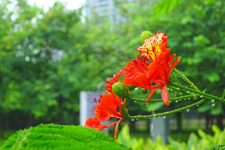 雨中凤凰花绿树红花高清图片