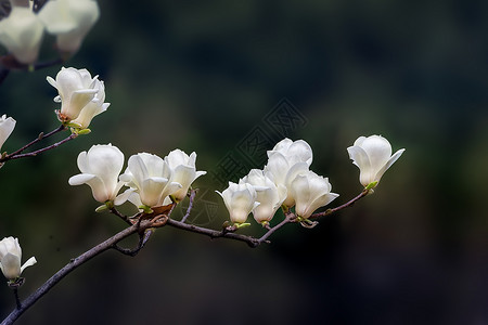 上海白玉兰春天里的花卉背景