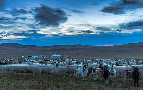 草原上流动的羊群背景图片