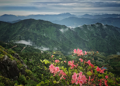 高山野生杜鹃花开高清图片