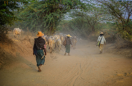 缅甸乡村放牧的人牧羊人高清图片素材