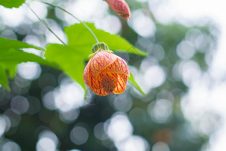 盛开的灯笼花背景图片