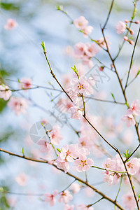 桃花花枝高清图片素材