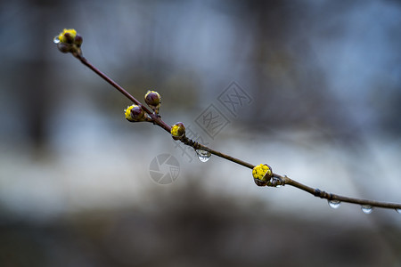 雪春露水的春雪背景