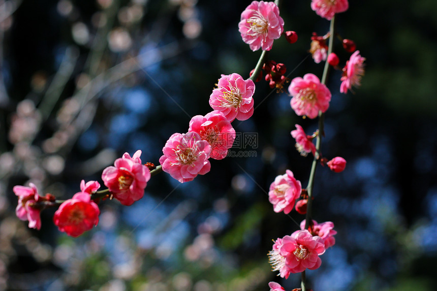 春天里的樱花图片