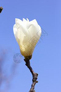 春天里的白玉兰花背景图片