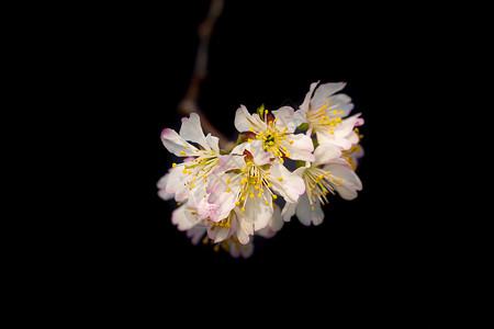 黑白色小花边框春天盛开的樱桃花背景