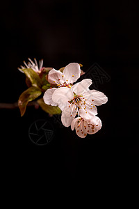 花卉紫叶李背景图片