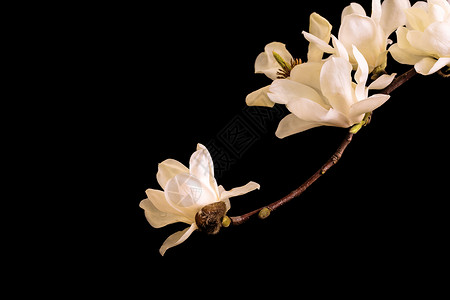 白玉兰黑色花朵素材高清图片