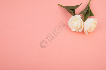 粉色背景下的花背景图片