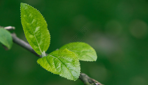 生长的绿芽图片