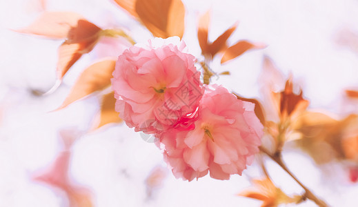 春天 樱花图片