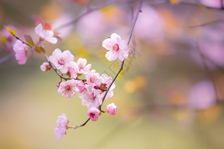 春季的桃树枝三月桃花背景