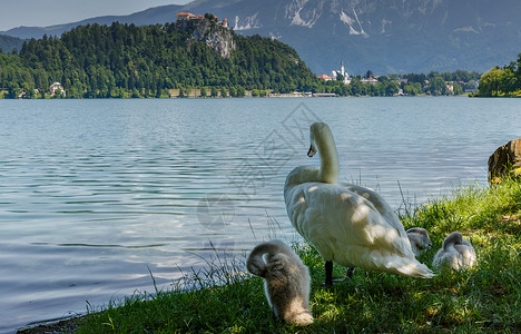 湖边美丽的白天鹅图片