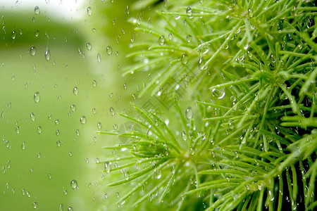 谷雨节日海报春色背景设计图片