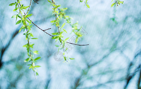 节日节气放假春天雨水设计图片