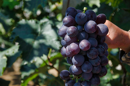 葡萄葡萄收获高清图片