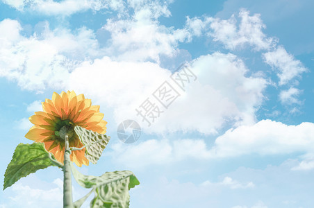 阳光下的花朵蓝天白云高清图片素材