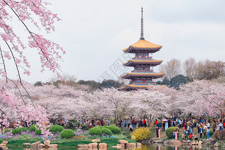 樱花季节武汉东湖樱园背景