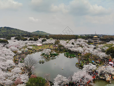 俯瞰武汉东湖樱园高清图片