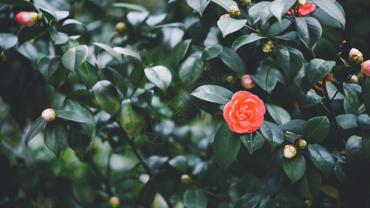 山茶花红粉山茶花高清图片