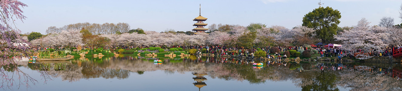 日本的春天武汉东湖樱园长图背景