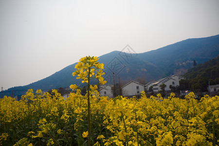 油菜花海背景图片