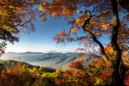 枫叶树林秋天美景背景