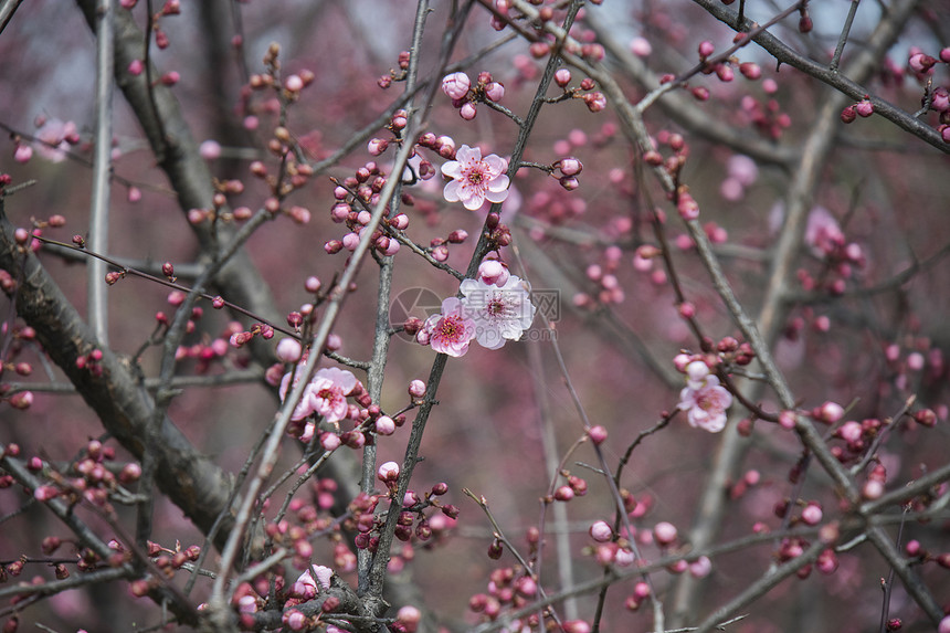 梅花图片