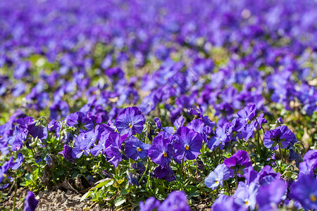紫罗兰花朵紫罗兰背景