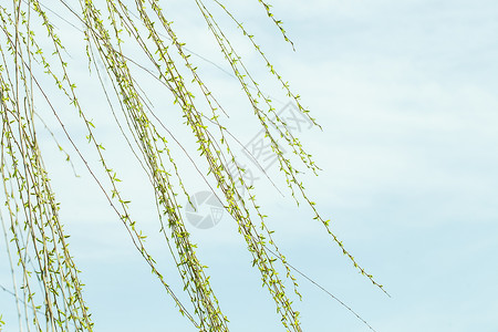 下垂柳叶轻风吹拂柳叶背景