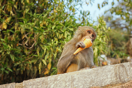 尼泊尔猴庙的猴子高清图片