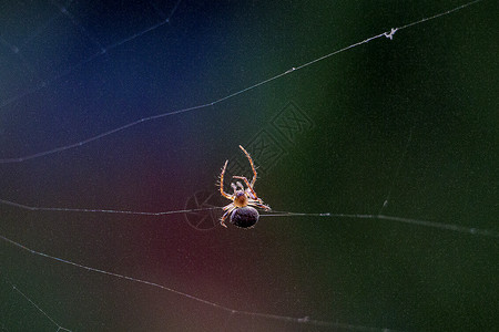 蜘蛛网带水珠蜘蛛背景