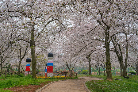 樱花树下道路高清图片