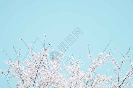 简约唯美春天樱花盛开高清图片素材