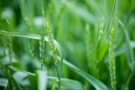 绿色未成熟的小麦背景