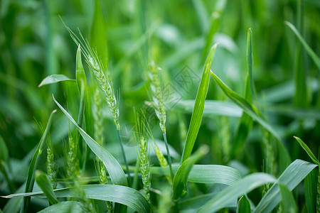 绿色麦子边框绿色未成熟的小麦背景