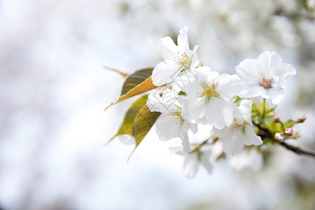 春天盛开的白色樱花图片