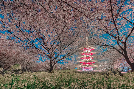 日式风景武汉东湖樱花园背景