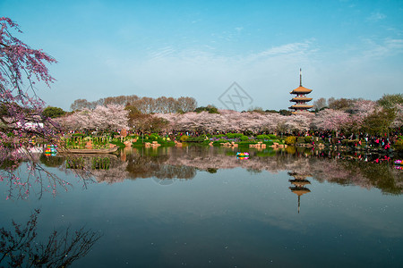 日式风景武汉东湖樱花园背景