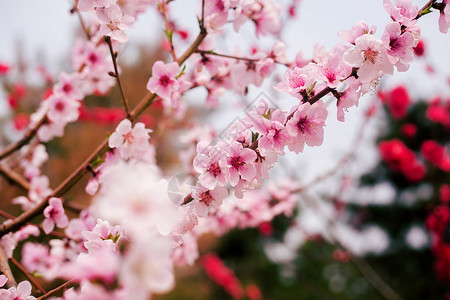 桃花绽放高清图片素材