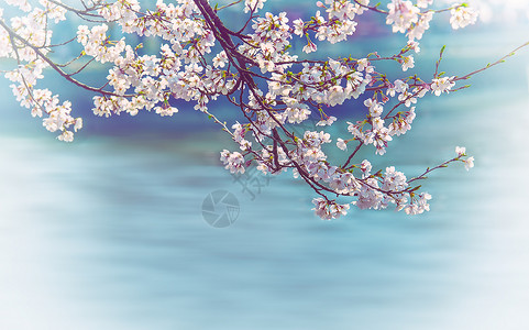 浪漫樱花季度假吉野樱高清图片