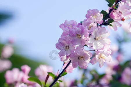 垂丝海棠花绽放垂筒花高清图片
