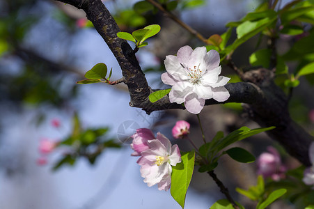 垂丝海棠花图片